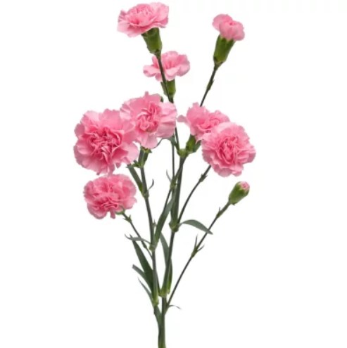 شاخه گل میخک مینیاتوری